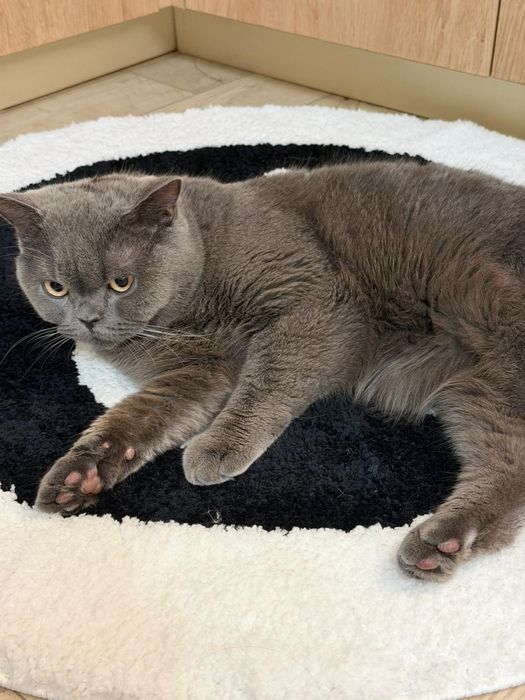 Британец котик 1 годик