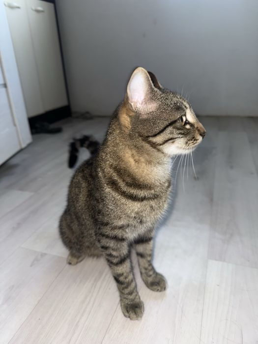 Кастрированный кот