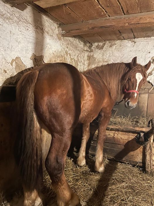 Vând armăsar 2 ani