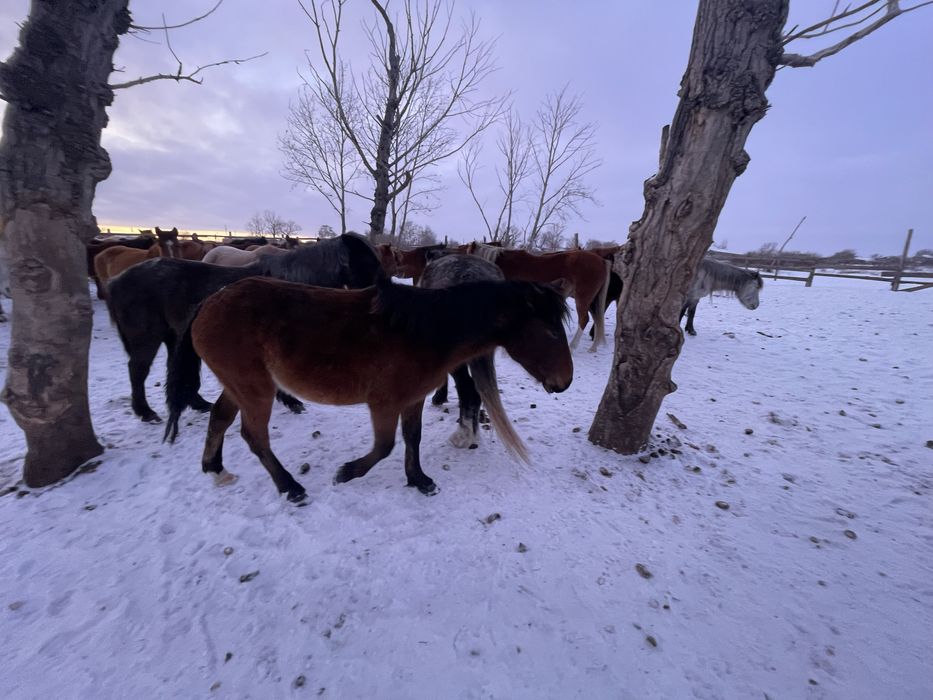 Продается жеребчик