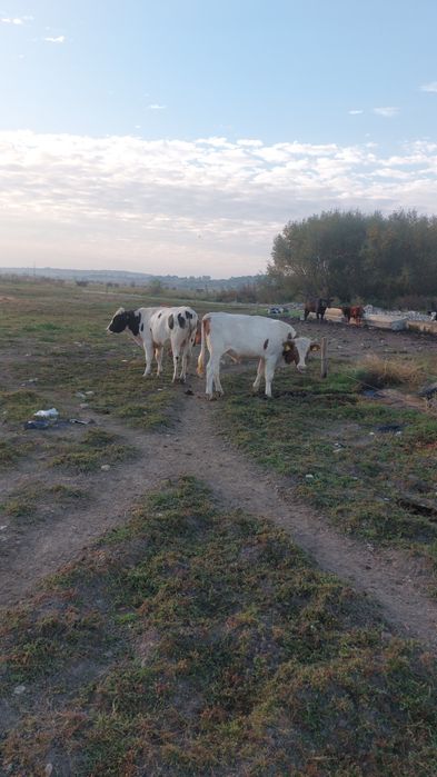 Tauri de vinzare