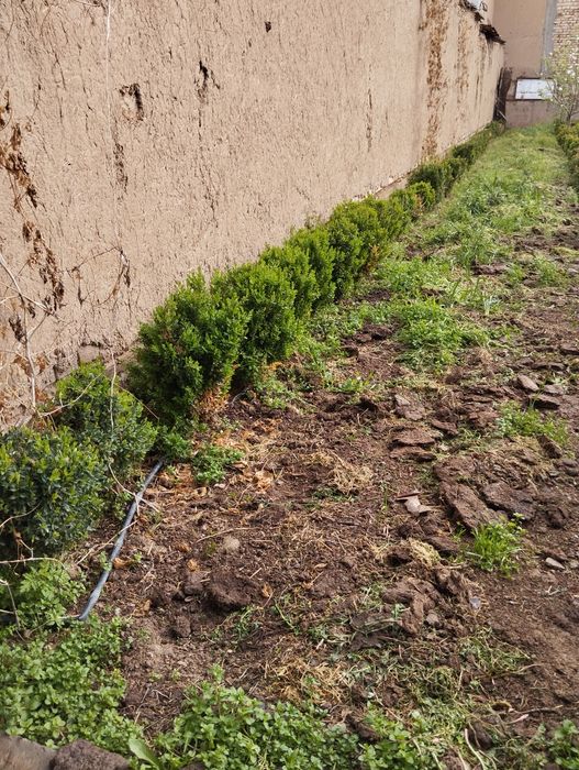 Шамшод кучатлар сотилади. 30000 сумдан.