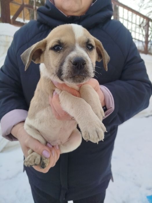 Щенки в добрые руки