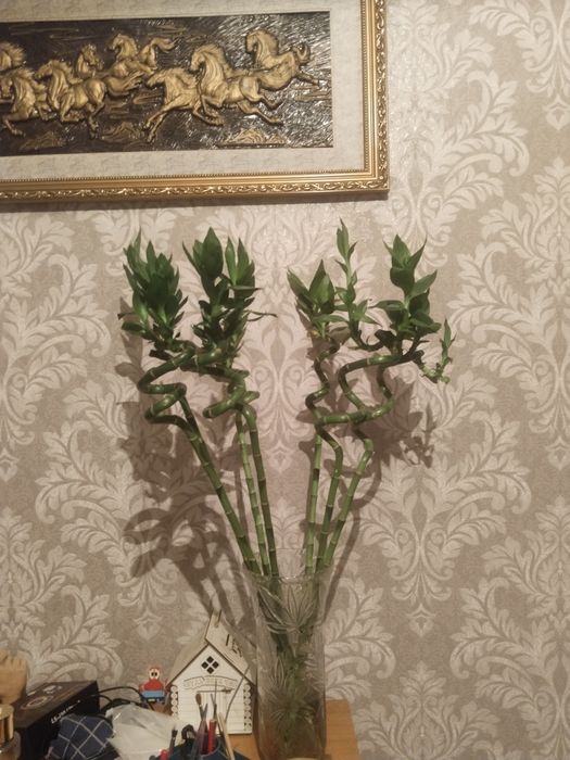 Продаю цветы комнатные красивыее