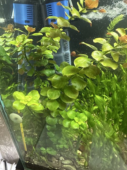 Продам аквариуных рыбок и растания