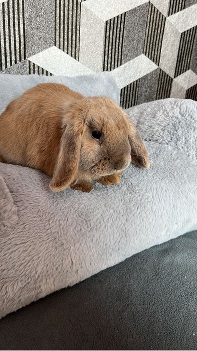 Живой декоративный кролик!