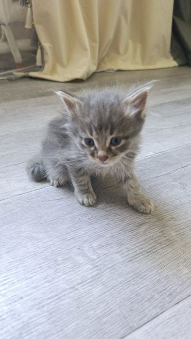 Отдам бесплатно котят