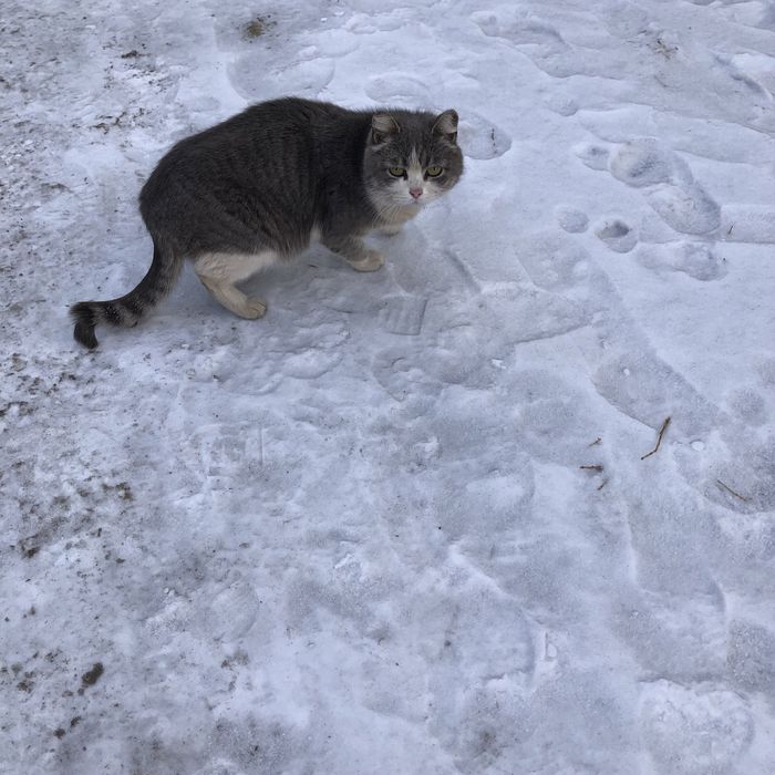 Бездомные животные .