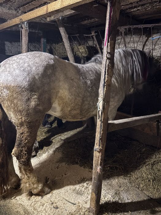 De vanzare armasar cuminte,se probeaza cum doreste clientul