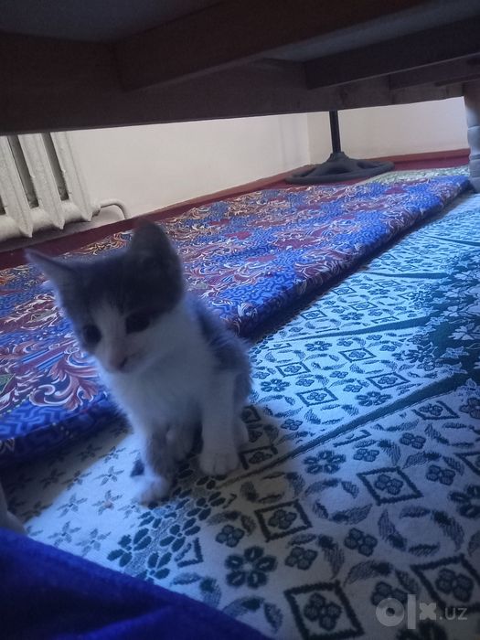Пишиклар бар бесплатно