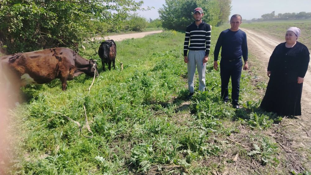 Qoramol soglom va sifatli