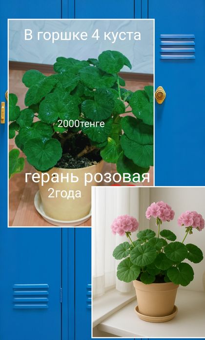 Комнатные разные цветы