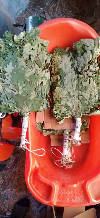 Веники дубовые !