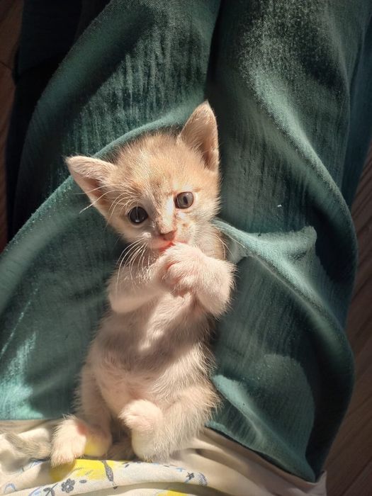 Принцесса кошка ищет дом