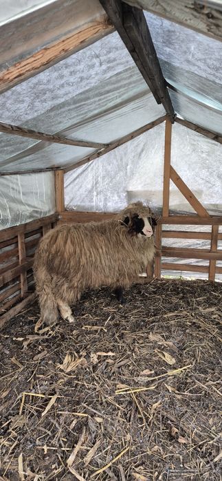 Schimb sau vand berbec