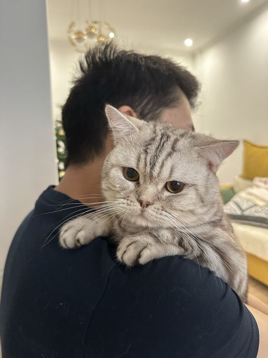 Отдам кота в хорошие руки