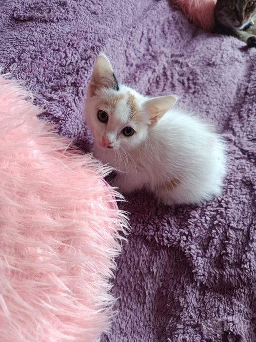 Котенок в добрые, ответственные руки