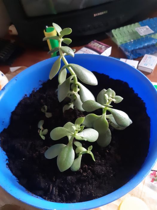 Продам щучий хвост