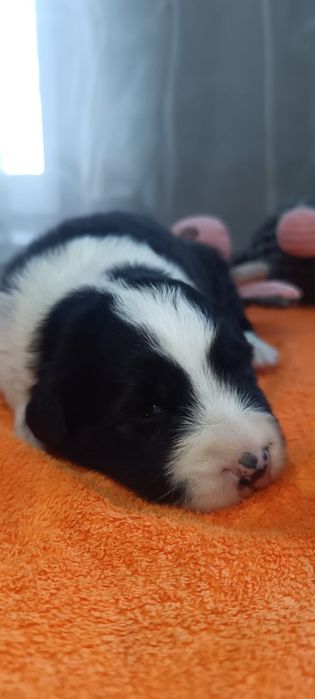 щенки бордер колли