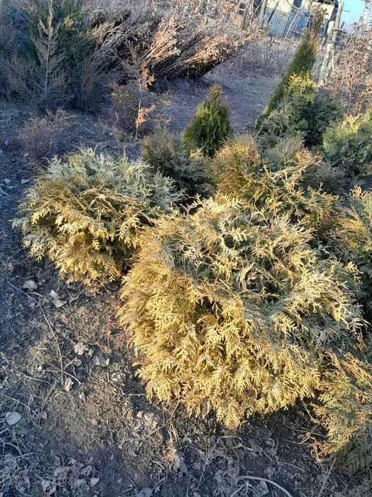 Шаравидная туя .