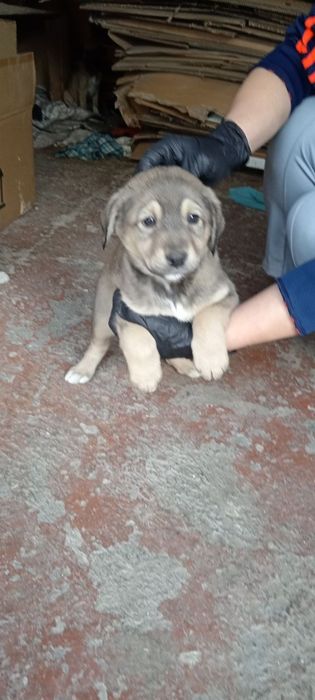 It bolalari bor tekinga bervoraman 6 ta