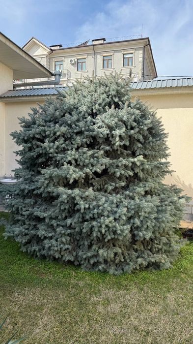 Голубая ель арча 2 ta boyi 3-4 metor narxi opisaniyada