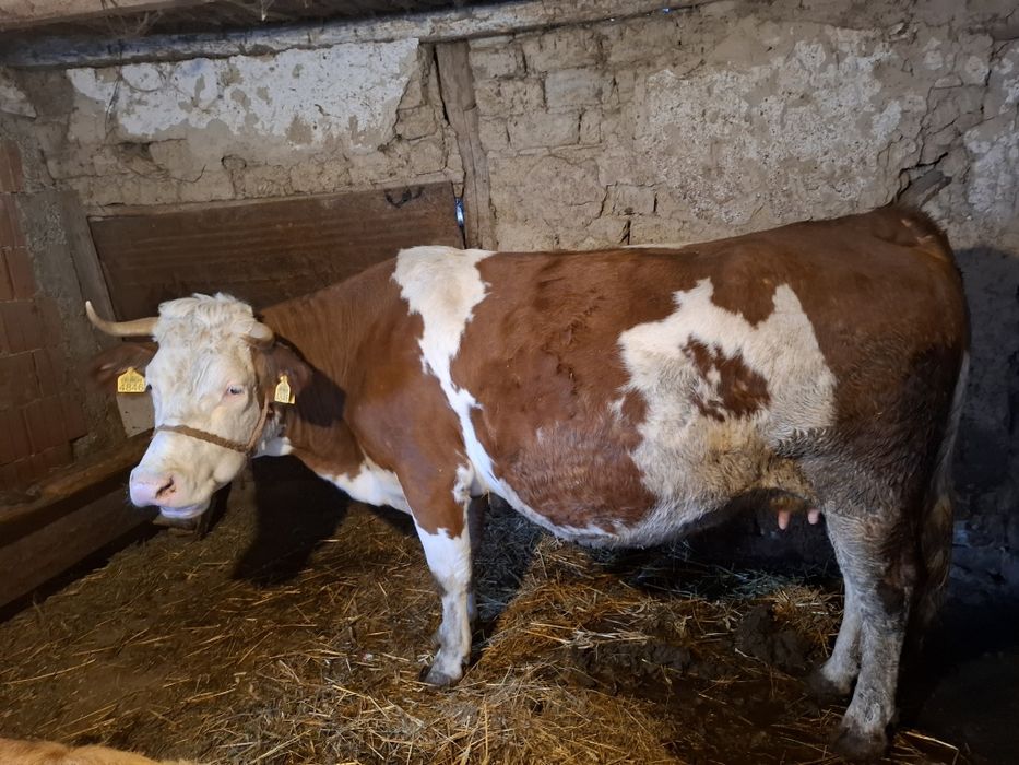 Vând două vaci gestante