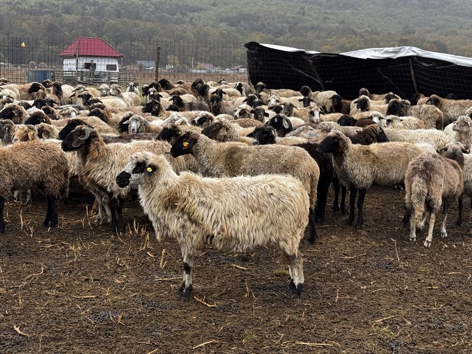 Vând oi sănătoase și bine întreținute