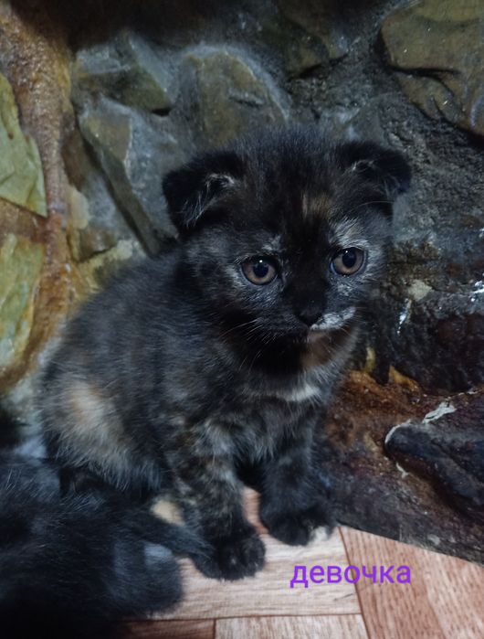 Продам милых котят