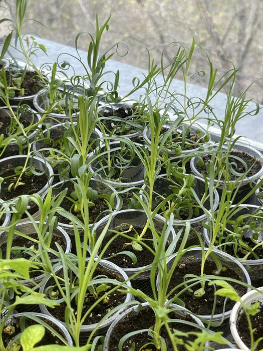 Рассада Гвоздики