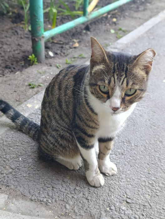 Кошка,кошка,кошка
