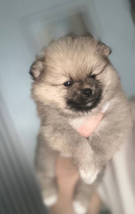 Срочно продам щенят щпица