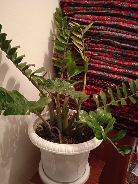 Доллар цветы комнатные для офиса,для дома