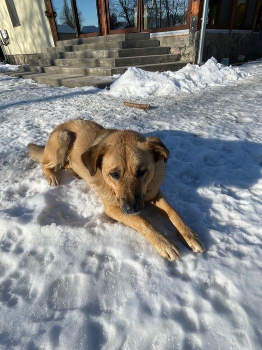 Donatie /adoptie caini talie medie/mare