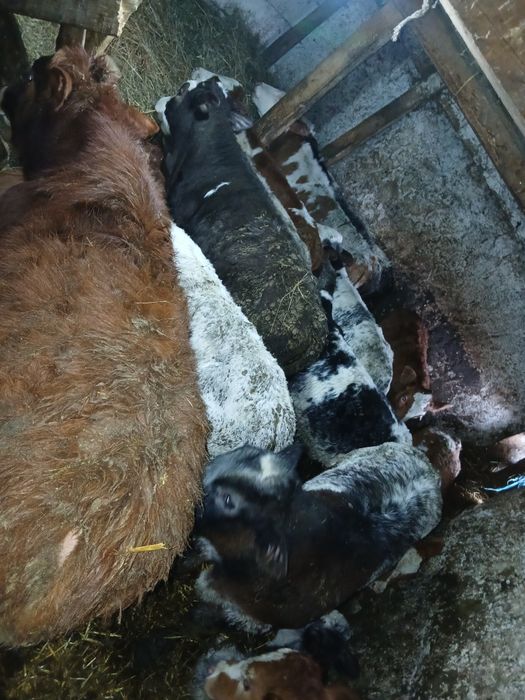 Vând viței: belgieni, limuzini ,bălțați