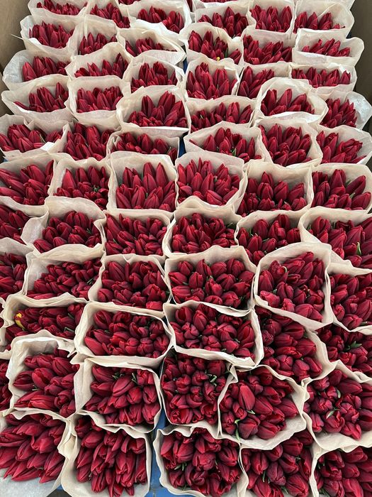 Беларусь тюльпаны оптом