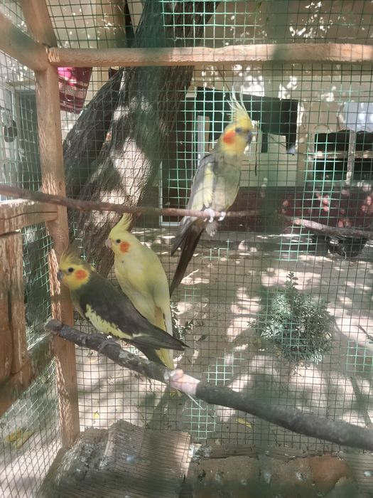 Karella sogʻlom sifatli qush xat biri 200 dan
