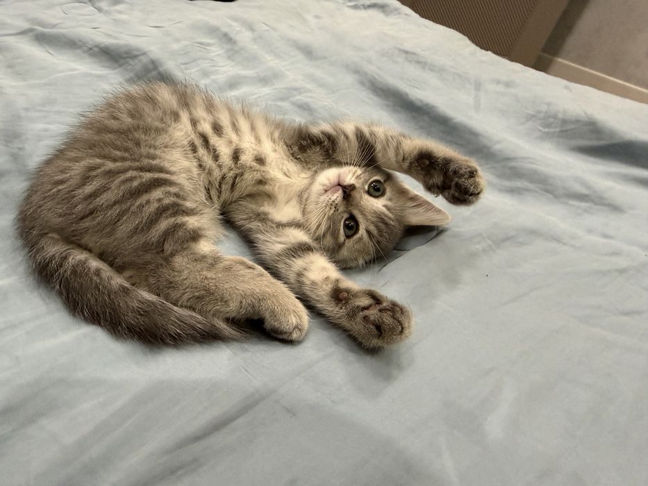 Милый котенек ищет добырй дом