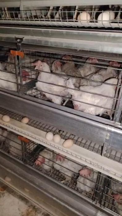 Продаю куриц, цыплят, бройлер