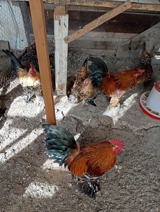 Vând ouă de găini de rasa foarte frumoase de rasă