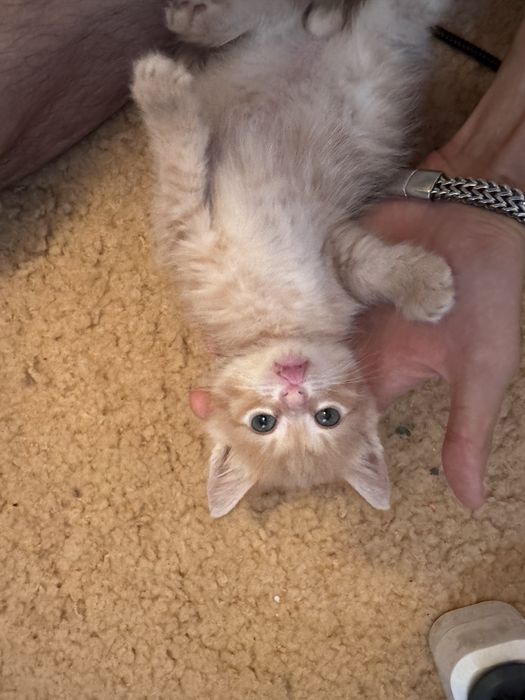 Отдам котенка в добрые руки