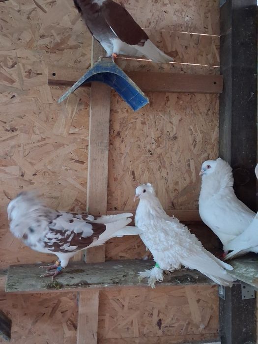 De vânzare porumbei capucini și o pereche de găini  wyandotte pitice!