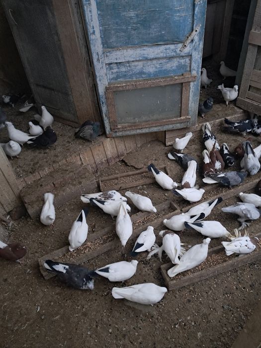 Птица,голуби породистые