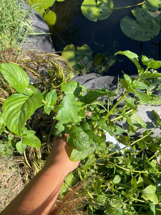 Водни растения много видове.