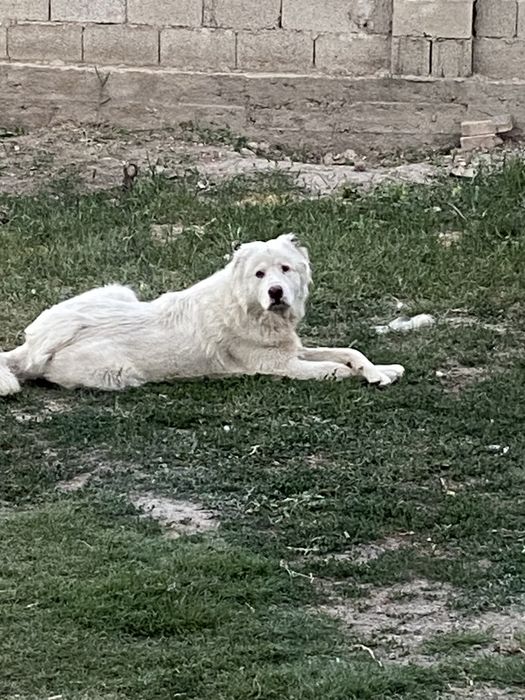 төбет сатылады срочно