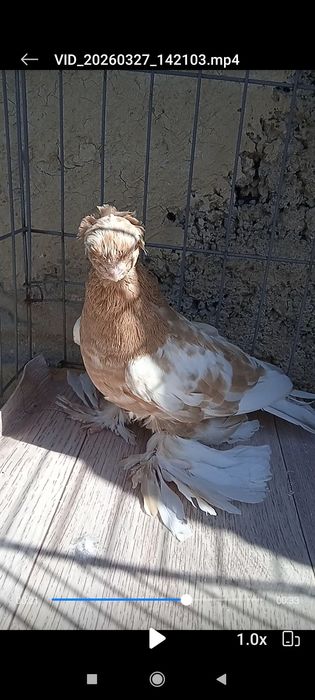 Гульбодамка голубка молодая