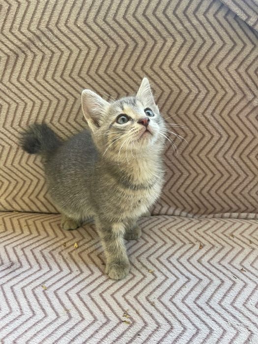 Отдам котят в добрые руки