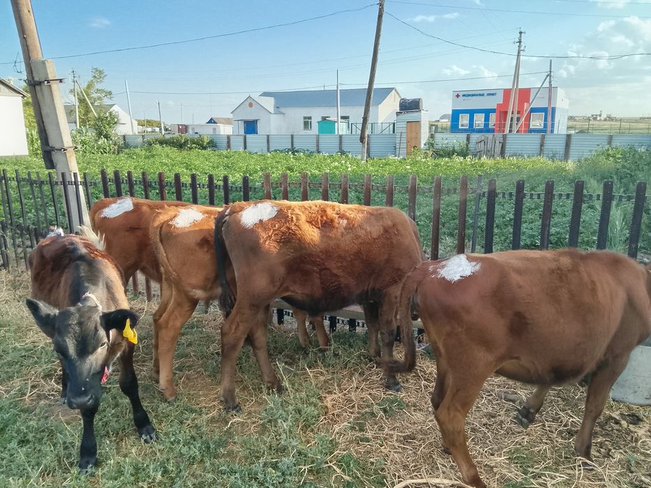 Продам коров телят