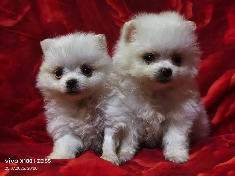 Очаровательные щенки шпица.