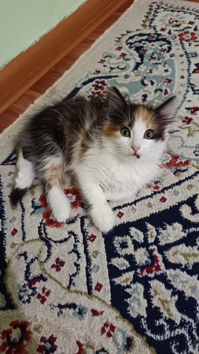 Котенок  девочка